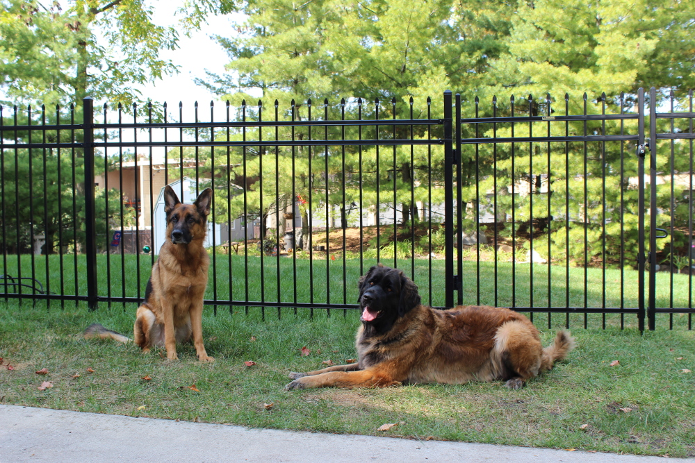 Common Mistakes to Avoid with Dog Fences