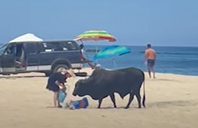 NOT SMART: Woman Gored by Massive Bull on Mexico Beach After Feeding it (VIDEO) | The Gateway Pundit