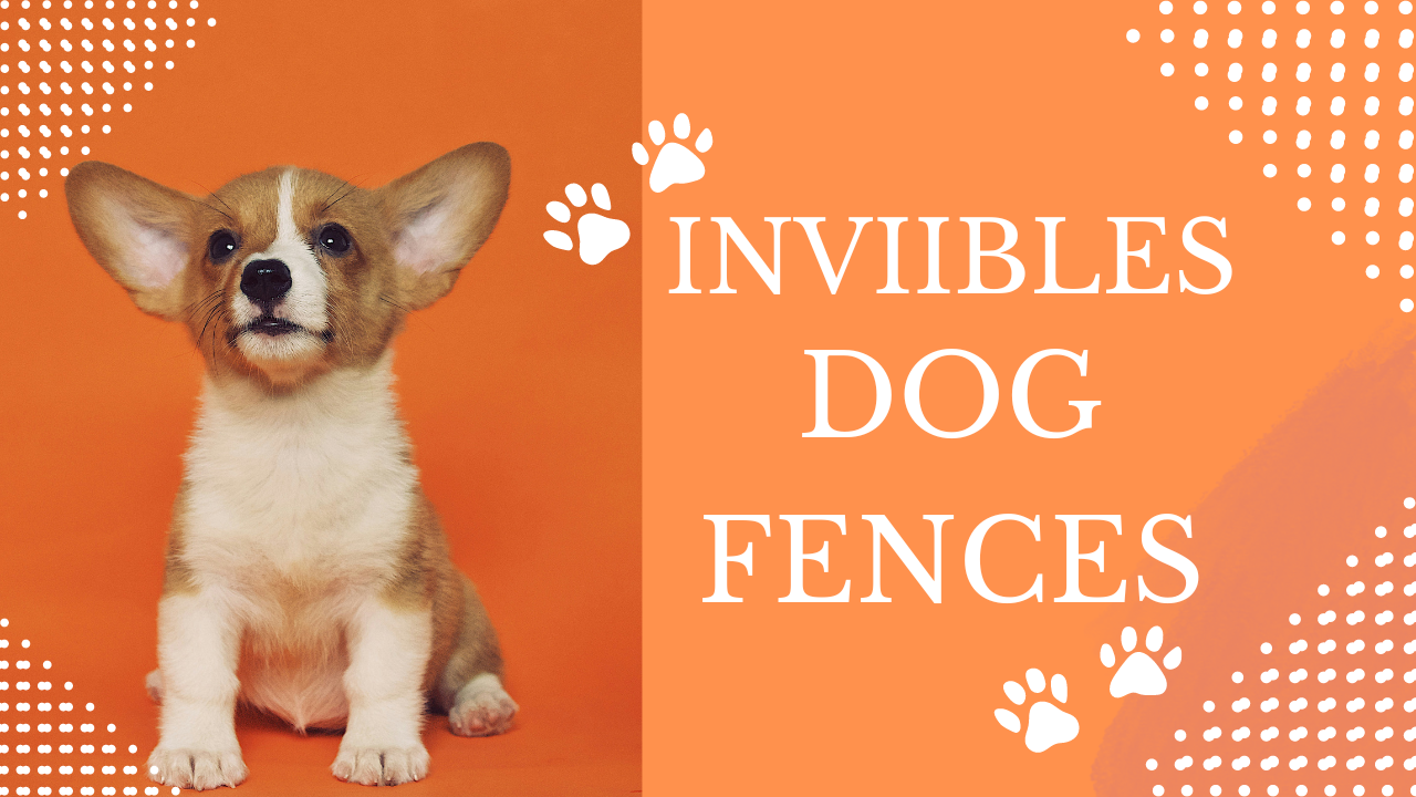 Invisible Dog Fences