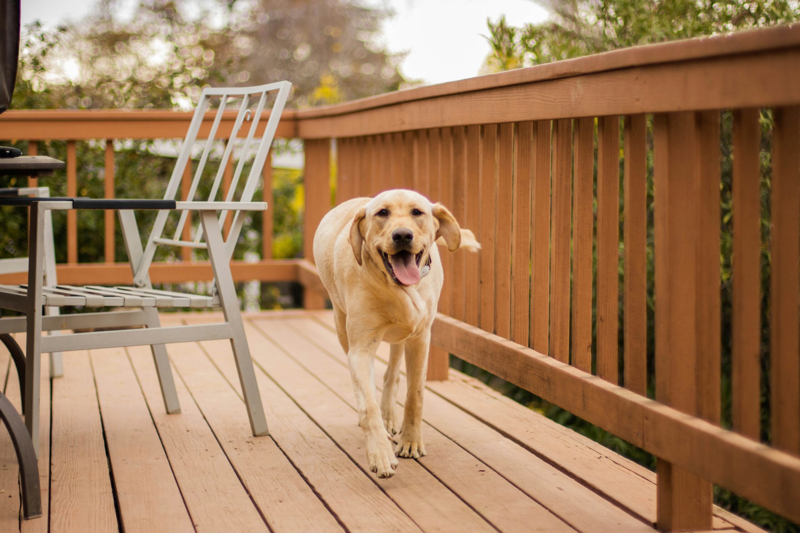 Comparing Electric and Physical Dog Fences: Which is Best for Your Pet?